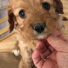 Cavapoo Puppies from Wee-1 Cavapoos