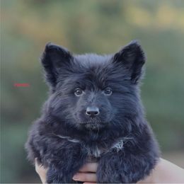 Patriots - Black female German Shepherd puppy in Oswego, New York from Vom Wolfgang Roma Kennels