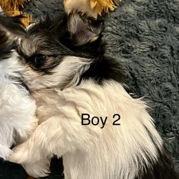 Boy 2 - Black & tan tri-color male Morkie puppy in Ocala, Florida from Hummingbird Fields