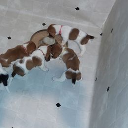 Basset Hound Puppies from Out Law Hounds Den