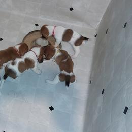 Basset Hound Puppies from Out Law Hounds Den