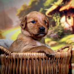 Girl 4 - Golden Retriever puppy in Anderson, California from Redtail Golden Retrievers