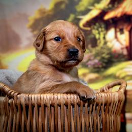 Girl 4 - Golden Retriever puppy in Anderson, California from Redtail Golden Retrievers
