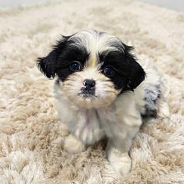 Ian - Black and white male Shih Tzu puppy in Bourne, Massachusetts from Shih Tzu Pups