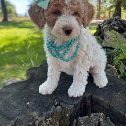 Lolli - Parti female Goldendoodle puppy in Etna, California from SRS Goldendoodles