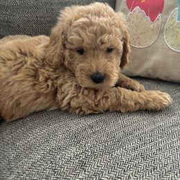 Goldendoodle Puppies from Mini Goldendoodles of New England