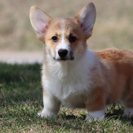Pancake - Red male Pembroke Welsh Corgi puppy in Pollock, Missouri from Northstar