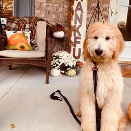 Goldendoodle and Sheepadoodle Puppies from The Farms Precious Doodles