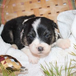 Washington - Black tri-color male Australian Shepherd puppy in Honey Brook, Pennsylvania from New Adventures Puppies