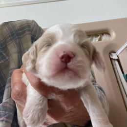 Antonio - Buff and white male Cockapoo puppy in Sewell, New Jersey from Della Luna Cocker Spaniels and Cockapoo Puppies