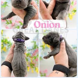 Onion - Blue female Great Dane puppy in Sac City, Iowa from Northern Great Danes of Colorado & Iowa