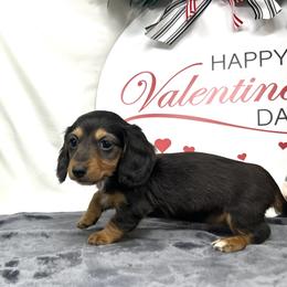 Randi - Black and tan female Dachshund puppy in Smithville, Oklahoma from Bristy’s Pampered Pups