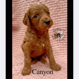 Canyon - Red  male Goldendoodle puppy in Sterling, Connecticut from Justine’s Retrievers and Doodles