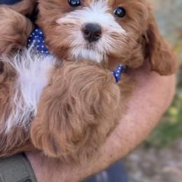 Bernedoodle, Cavapoo, and Goldendoodle Puppies from Blackberry Farm Puppies