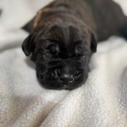 Dark Brown - Black brindle male Cane Corso puppy in Paris, Texas from Knucklehead Cane Corso
