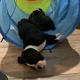 Boxer Puppies from A&B Euro Boxers, LLC
