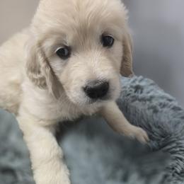 4th puppy pick girl - Light golden female Golden Retriever puppy in Muncie, Indiana from Scarlett Creek Retrievers and Samoyeds