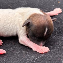 Small boy - White and sable male Papillon puppy in Frostproof, Florida from Sequence Papillon