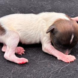 Small boy - White and sable male Papillon puppy in Frostproof, Florida from Sequence Papillon