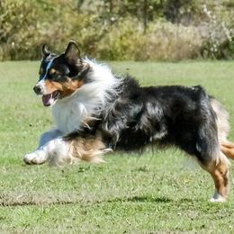 Buzz - Australian Shepherd
