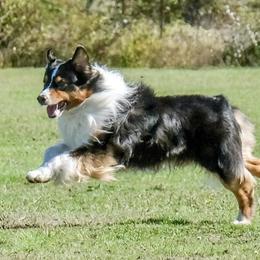Buzz - Australian Shepherd