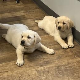 Yellow Boy 3 White Collar - Yellow male Labrador Retriever puppy in Beaverdam, Virginia from Gold Heart Labradors