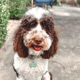 Everyst - Bernedoodle