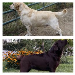 Labrador Retriever Puppies from Desert Haven lab