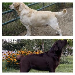 Labrador Retriever Puppies from Desert Haven lab