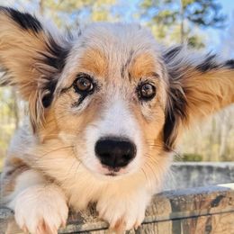 American Corgis, Pembroke Welsh Corgis, and Yorkshire Terriers from Ingram's Corgis & Yorkies