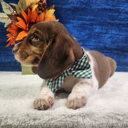 Charlie - Brown white and tan male Beagle puppy in Pottersville, Missouri from Lovan's Spring Creek Kennel