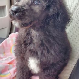 Poodles from Storm K9 Kennels