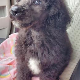 Poodles from Storm K9 Kennels