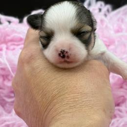 Latte - Sable spotted white female Chihuahua puppy in Franklin, North Carolina from A&J Cutie Pawtooties