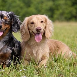 Dachshund puppies from Sawyer’s Teenie Weenies