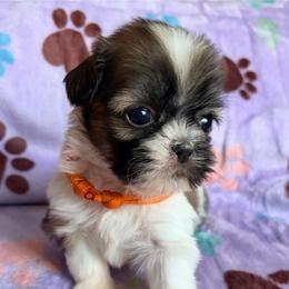 Ava - Liver female Shih Tzu puppy in Hemet, California from Aloha Shih Tzu