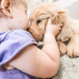 Cavalier King Charles Spaniel and Golden Retriever Puppies from SelahGold