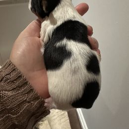 Biewer Terrier Puppies from Lozado’s Biewers
