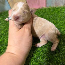 Sully - Wheaten male Miniature Schnauzer puppy in Lufkin, Texas from C&K’s Schnauzer House