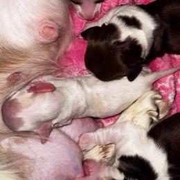 Little bit - Cream male Dachshund puppy in Copperas Cove, Texas from Creme de la Creme Dachshunds