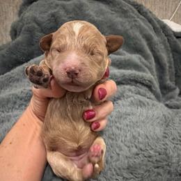 Juliet - Red  female Goldendoodle puppy in Bradenton, Florida from Christianna’s Mini Goldendoodles