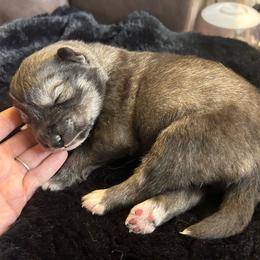 Green - Sable and white male Siberian Husky puppy in Virginia Beach, Virginia from Fly Siberian