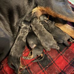 Drako - Black and mahogany male Rottweiler puppy in Denver, Colorado from Denver Rottweilers