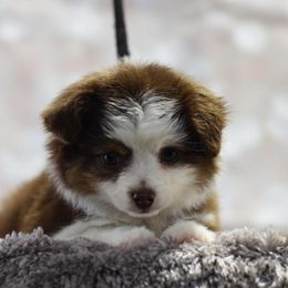 Toy Australian Shepherd Puppies from Double M Toy and Mini Aussies