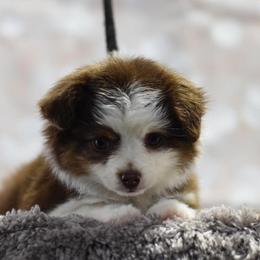 Toy Australian Shepherd Puppies from Double M Toy and Mini Aussies