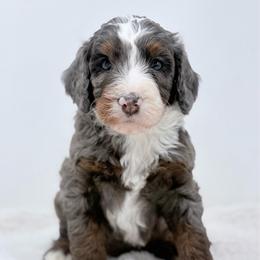 Flint - Blue merle male Bernedoodle puppy in Fleming, Colorado from Vandenbark Doodles