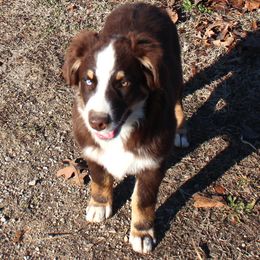Kris Kringle - Red tri-color male Australian Shepherd puppy in Falcon, Missouri from www.maubachranch.com