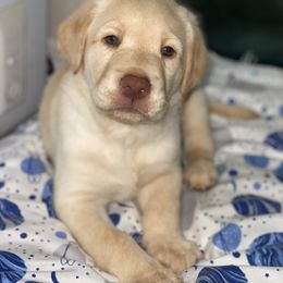 Labrador Retriever Puppies from Liberty Belle Labradors