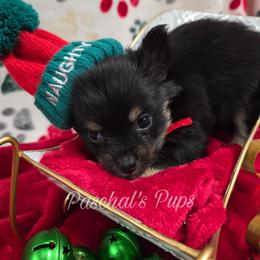Gummy - Black and tan male Chihuahua puppy in Bowdon, Georgia from Paschal's Pups