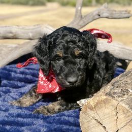 River - Phantom male Bernedoodle puppy in Yarnell, Arizona from Boulder Mountain Doodles